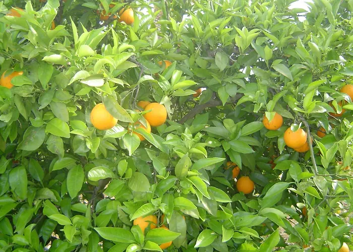 Quinta Dos Oliveiras