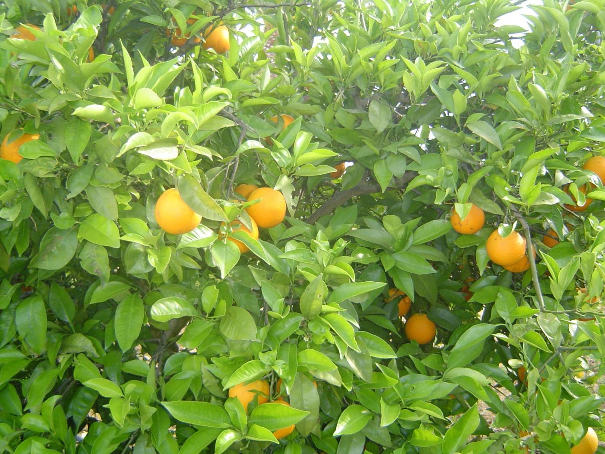Alojamento de Acomodação e Pequeno-almoço Quinta Dos Oliveiras 3*